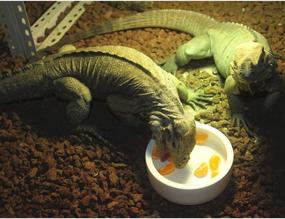 img 3 attached to Reptile Ceramics Anti Escape Mealworm Bearded Reptiles & Amphibians for Terrarium Bowls