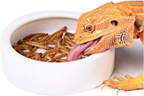 img 4 attached to Reptile Ceramics Anti Escape Mealworm Bearded Reptiles & Amphibians for Terrarium Bowls
