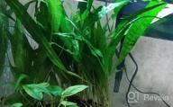 img 1 attached to 🌿 Enhance Your Freshwater Fish Tank with Greenpro Java Fern on Driftwood Live Aquarium Plants review by James Bartels