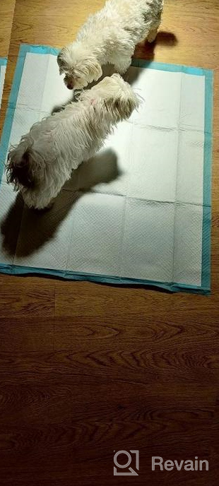 img 1 attached to Extra Large Dog Training Pads, 28X34 Inches - Absorbs Up To 6-Cup Of Liquid, Leak-Proof & Quick Drying Disposable Puppy Pads (40 Counts) By CROCI review by Jim Bijelic