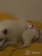 img 1 attached to 3 Pack CuteBone Female Dog Diapers - Small Size D14S For Doggie review by Cameron Chandra
