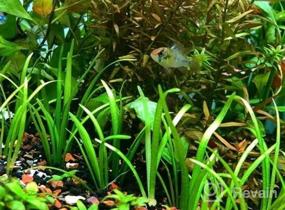 img 5 attached to Создайте потрясающий акваскейп со свежими карликовыми растениями Sagittaria Subulata из 3 пучков живых аквариумных растений от Greenpro
