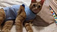 img 1 attached to Cat And Dog Surgical Recovery Suit With E-Collar Alternative - Professional Abdominal Wound Protection And Comfortable Onesie Pajama For Post-Surgery Pets, Ideal For Cats review by Jim Acquista