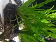 img 1 attached to 🌿 Enhance Your Freshwater Fish Tank with Greenpro Java Fern on Driftwood Live Aquarium Plants review by Kyle Earley