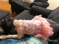 img 1 attached to 👗 QingLuo Sweet Puppy Dog Princess Dress - Pink/Purple Bow Lace Tutu Skirt - Doggie Dress for Dog/Cat (X-Small, Purple) review by Dave Knain