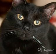 картинка 1 прикреплена к отзыву Ювелирные изделия Minicremation для пепла питомца: элегантное ожерелье для памятных прахового животного для кошек от Tamara Simms