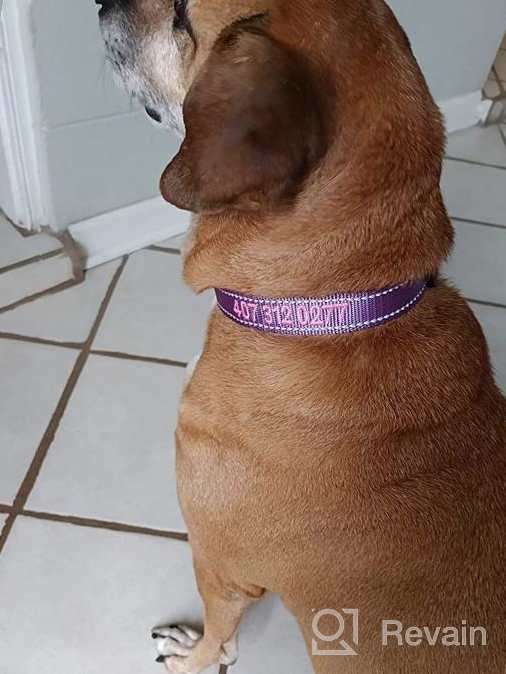 img 1 attached to Taglory Personalized Dog Collars, Embroidered Reflective Dog Collar With Name And Phone Number, Adjustable Nylon Dog Collar For Medium Dogs, Purple review by Ray Reeltalk