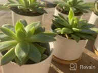 img 1 attached to Add Elegance To Your Space With ZOUTOG Mini Ceramic Succulent Planters - Pack Of 4 review by Jacob Mayberry