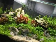 img 1 attached to Greenpro Micranthemum Monte Carlo: Live Large Pearl Grass Aquatic Plant In Tissue Culture Cup For Freshwater Fish Tanks And Aquariums review by Luis Baker