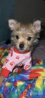 img 1 attached to ❤️ KYEESE Valentine's Day Dog Pajamas: Pink Heart Patterned PJs for Small Dogs - Soft, Stretchable Velvet Onesie for Holiday Comfort review by Joe Drew