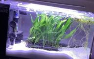 img 1 attached to 🌿 Enhance Your Freshwater Fish Tank with Greenpro Java Fern on Driftwood Live Aquarium Plants review by Brian Carrizales