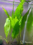 img 1 attached to Hardy Leaf Black Forest Asian Java Fern Potted Live Water Aquatic Aquarium Plants For Freshwater Fish Tank By Greenpro Microsorum Pteropus review by Loren Rindfleisch