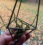 img 1 attached to Chic Air Plant Decor: Dahey'S Himmeli Geometric Display In Bronze review by Chris Long