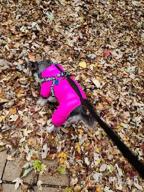 img 1 attached to Didog Winter Small Dog Coats: Waterproof, Warm & Harness Compatible For Puppy & Cat Walking Hiking - Red (Chest 13") review by Roy Ramos