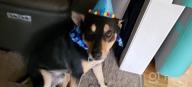img 1 attached to Celebrate Your Pup'S Big Day With TCBOYING'S 11-Piece Dog Birthday Set – Blue Bandana, Hat, Scarf, Flags, Balloons & More! review by Rico Posley