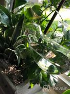 картинка 1 прикреплена к отзыву 2 Pack Hand Blown Clear Glass Self Watering Globes, Automatic Plant Waterer Bulbs For Indoor & Outdoor - KiKiHeim Plant Watering Globes от Danny Porter