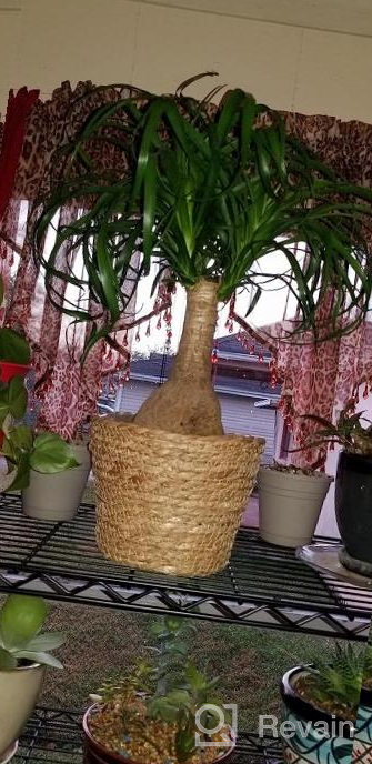 img 1 attached to 3 Pack Foldable Woven Seagrass Plant Basket With Handles - Ideal For Storage, Laundry, Picnic & More! review by Jeremiah Whiteley