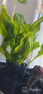 img 1 attached to Revitalize Your Freshwater Fish Tank With Greenpro Microsorum Pteropus Java Fern - Full Potted Live Aquarium Plants review by Victor Glatzel