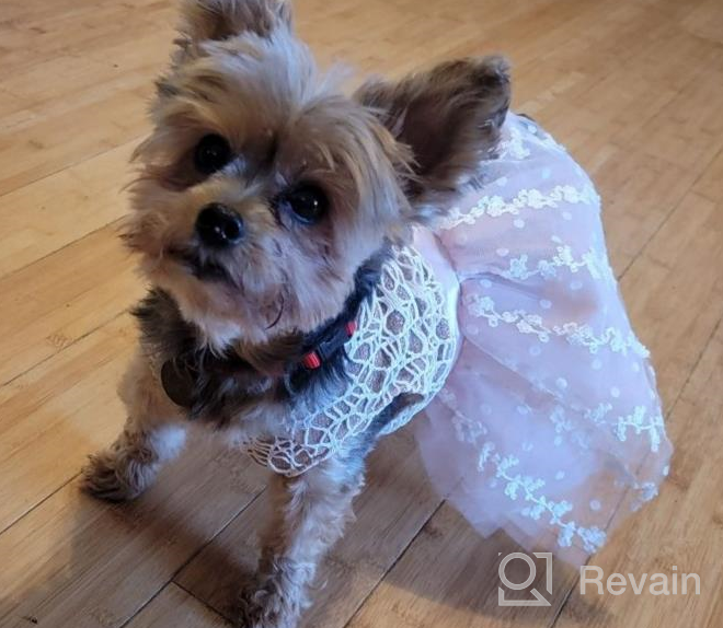 img 1 attached to Small Dog Dress Harness D-Ring Outfit Costume Bow Hair Rope Birthday Gift DT01L review by Greg Quinit