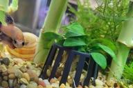 img 1 attached to Live Anubias Nana Petite Aquarium Plant - Perfect For Freshwater Fish Tanks Decorations And Decor | SubstrateSource review by Alexis Thompson