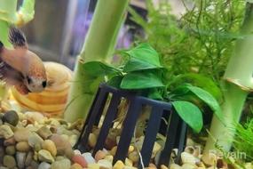 img 5 attached to Live Anubias Nana Petite Aquarium Plant - Perfect For Freshwater Fish Tanks Decorations And Decor | SubstrateSource