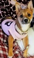 img 1 attached to Stylish Pink Medium-Sized Shirt For Puppy Dogs With Black Skull Face Design - Petitebella review by Non Dollarz
