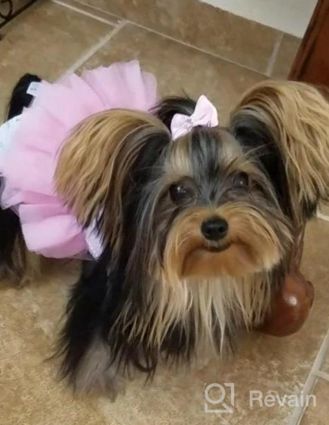 img 1 attached to 👗 QingLuo Sweet Puppy Dog Princess Dress - Pink/Purple Bow Lace Tutu Skirt - Doggie Dress for Dog/Cat (X-Small, Purple) review by Steve Stone