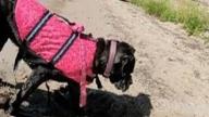 img 1 attached to HAOCOO Dog Life Jacket Vest: Reflective Stripes, Adjustable Belt, Safety Swimsuit Preserver - Blue Bone Design (Size S) review by Susan Rolfs
