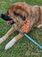картинка 1 прикреплена к отзыву High-Quality Joytale Reflective Dog Collar: Soft Neoprene Padded, Breathable Nylon Collar With Adjustable Fit For Large Dogs In Teal от Dan Husband