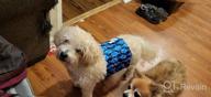 img 1 attached to Washable Male Dog Belly Wraps: Keep Your Pup Clean And Mess-Free With CuteBone Diapers (DM07XS) review by Eric Trask
