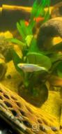 img 1 attached to Add Vibrance To Your Aquarium With Greenpro Anubias Barteri Live Plants review by Jonathan Germain