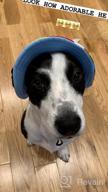 img 1 attached to Stylish Sun Protection For Small Dogs: YAODHAOD Princess Cap With Breathable Mesh And Adjustable Chin Strap review by James Chandran
