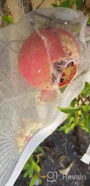 img 1 attached to Protect Your Fruits With ENPOINT Fruit Bags - 100 PCS 6X10 Inch Drawstring Bags For Grape, Tomato, Peach, Apple, And More From Birds And Bugs! review by Patricia Valverde