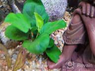 img 1 attached to Add Vibrance To Your Aquarium With Greenpro Anubias Barteri Live Plants review by Ben Rodriguez