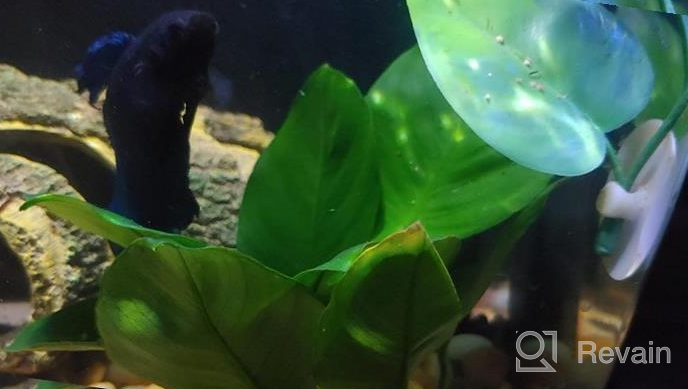 img 1 attached to Add Vibrance To Your Aquarium With Greenpro Anubias Barteri Live Plants review by Brandon Patterson