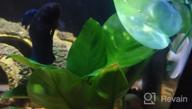 картинка 1 прикреплена к отзыву Add Vibrance To Your Aquarium With Greenpro Anubias Barteri Live Plants от Brandon Patterson