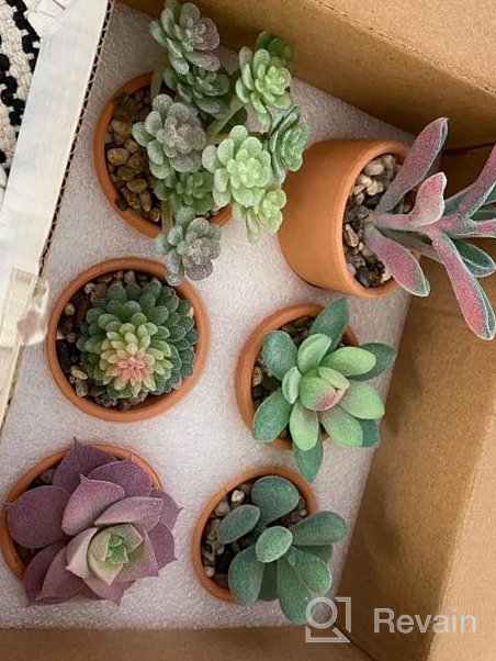 img 1 attached to 4Pcs Mini Plastic Succulents For Christmas Home Decor - Veryhome Artificial Faux Plants review by Montez Parson