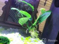 img 1 attached to Add Vibrance To Your Aquarium With Greenpro Anubias Barteri Live Plants review by Paul Hubbard