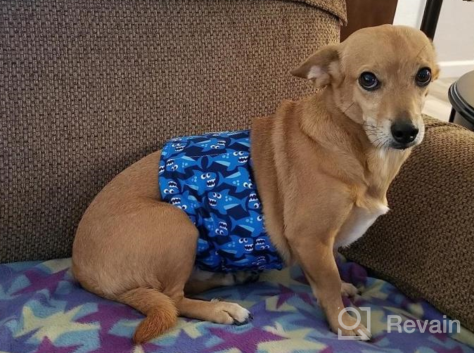 img 1 attached to Washable Male Dog Belly Wraps: Keep Your Pup Clean And Mess-Free With CuteBone Diapers (DM07XS) review by Anurak Grubb
