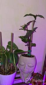 img 6 attached to 20Pcs 12In Plant Stakes: садовая опора для комнатных растений, томатные колья - Pllieay