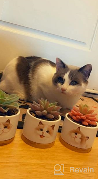 img 1 attached to POTEY Ceramic Cat Planter With Fake Plant, 3.23-Inch Pot, Gift Box And Card - Perfect For Cat Lovers, Home Decor, Birthdays, And Weddings review by Gucci Breeze