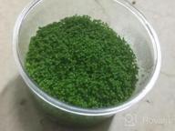img 1 attached to Live Freshwater Aquarium Plants: Dwarf Baby Tears, Hemianthus Callitrichoides, Java Moss In Vitro TC Cup By Greenpro review by Jeremy Sabey