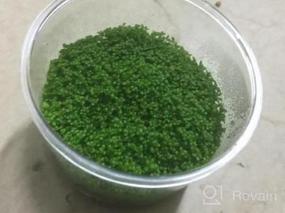 img 8 attached to Live Freshwater Aquarium Plants: Dwarf Baby Tears, Hemianthus Callitrichoides, Java Moss In Vitro TC Cup By Greenpro