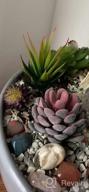 img 1 attached to 12 Pcs Unpotted Faux Succulent Plants - Small Plastic Assortment For Craft, Party Decor & Garden Outdoor review by Dan Tsourvakas
