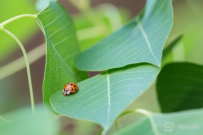 img 3 attached to Canon EF 100mm f/2.8L IS USM Macro Lens for Canon DSLR Cameras - Lens Only review by Nguyen Kim Chi ᠌