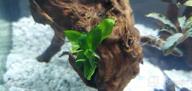 img 1 attached to Lush Live Aquarium Plants: Pest & Algae Free Greenpro Tissue Cup With Lagenandra Meeboldii, Anubias, Cryptocoryne, Bucephalandra & Piptospatha Ridleyi review by Jim Cronin