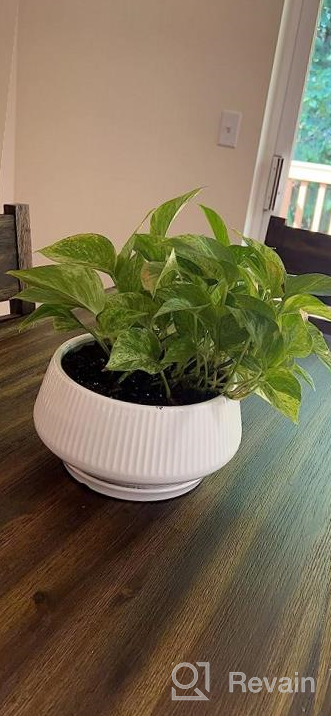 img 1 attached to POTEY 8.8 Inch Large Ceramic Plant Pots With Drainage Holes And Plugs For Indoor & Outdoor House Plants Such As Christmas Cactus, Scindapsus Aureum, And Ivy Vine - 805 Black review by Peris Holland