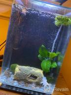 img 1 attached to Add Vibrance To Your Aquarium With Greenpro Anubias Barteri Live Plants review by Jeff Kern
