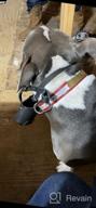 картинка 1 прикреплена к отзыву Black Leather Basket Dog Muzzle for Training German Shepherd, Staffordshire 🐾 Terrier, Pitbull & Medium to Large Breeds - Anti-Barking, Biting, Chewing by CollarDirect от James Davis