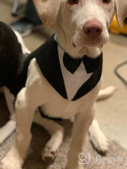 img 1 attached to MIGOHI Dog Tuxedo Set: Perfect Attire For Formal Occasions & Festivities For Small, Medium & Large Dogs review by Jimmy Breaux